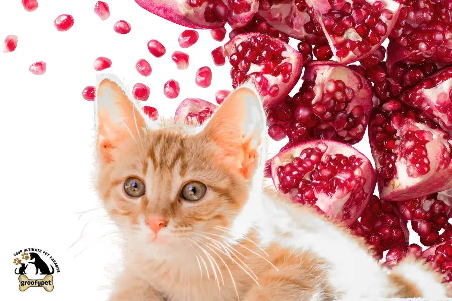 can cats eat pomegranate seeds