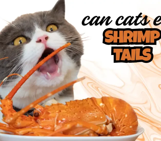 Can Cats Eat Shrimp Tails? A Loving Guide To Keep Your Cat Safe!