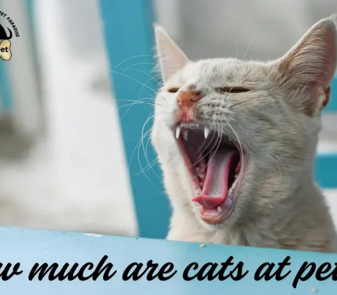 How Much Are Cats at Petco! What You Really Pay?