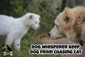 dog whisperer keep dog from chasing cat