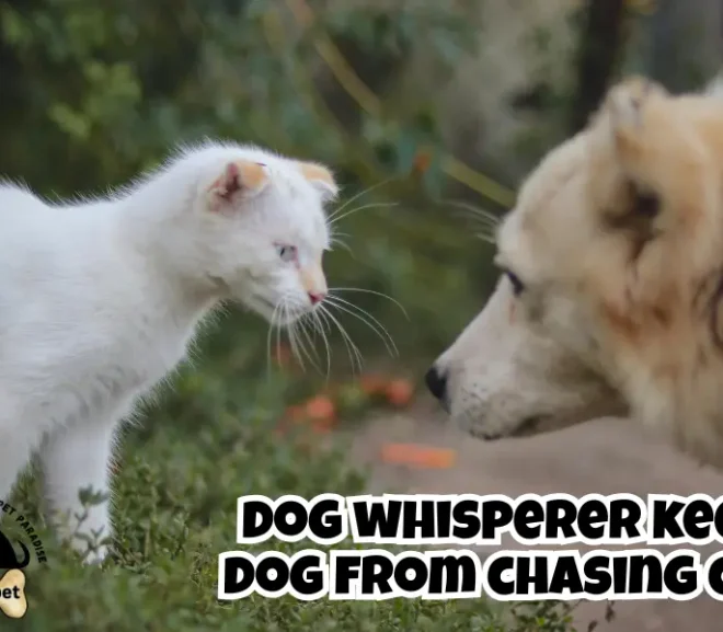 Dog Whisperer Keep Dog From Chasing Cat