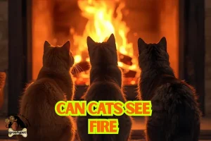 can cats see fire