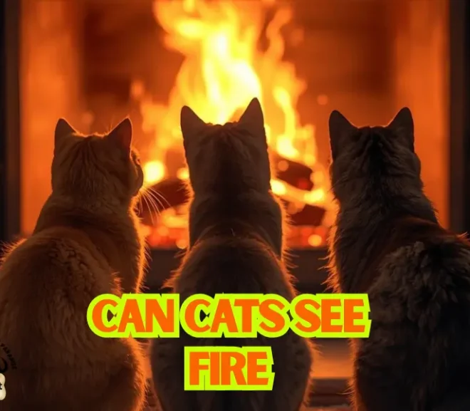 Can Cats See Fire? A Friendly Guide for Pet Parents!