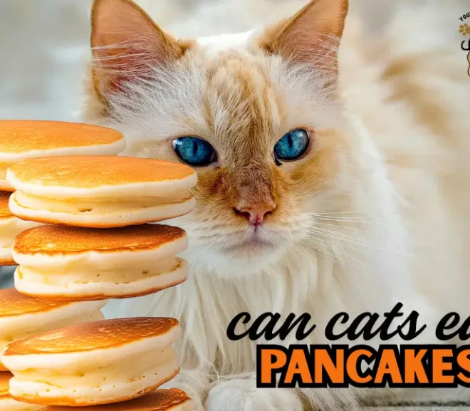 Can Cats Eat Pancakes or Is It a Dangerous Mistake?