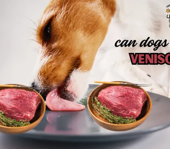 Can Dogs Eat Venison? Benefits and Hidden Risks Explained!