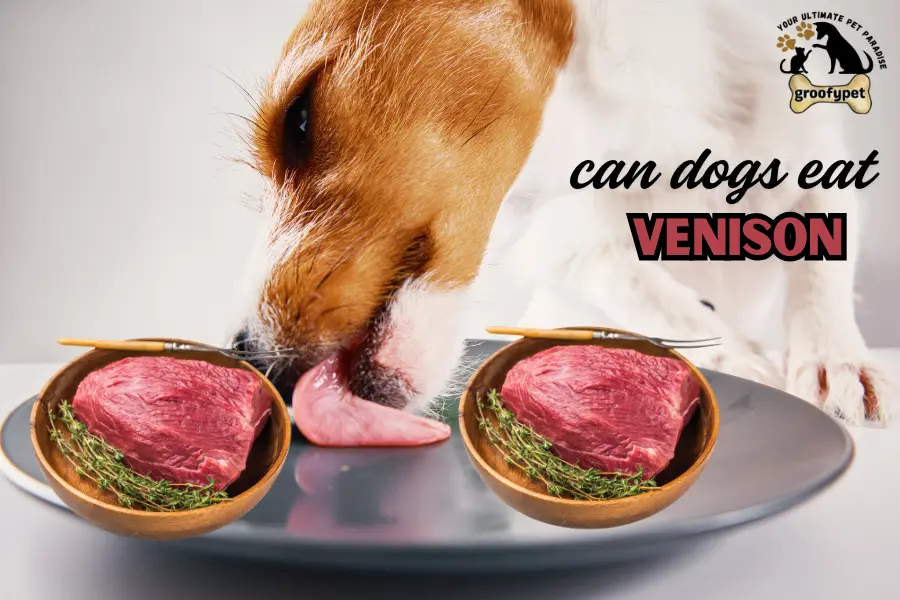 can dogs eat venison