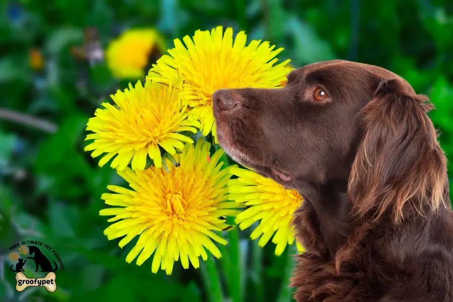 why do dogs eat dandelions
