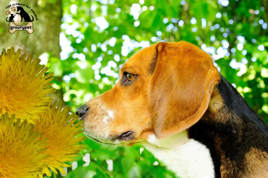 why do dogs eat dandelions