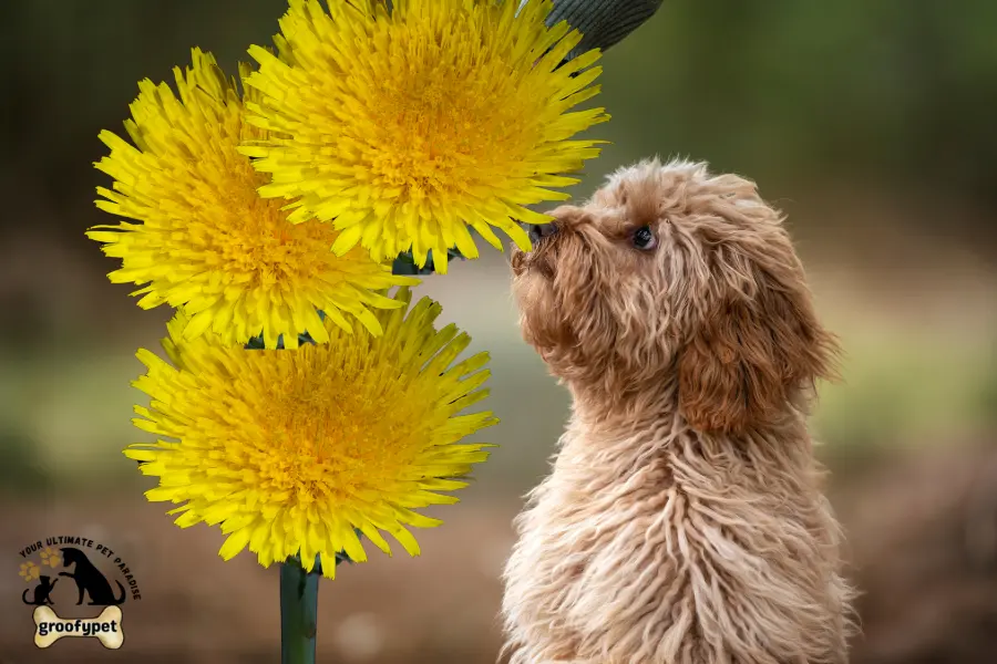why do dogs eat dandelions