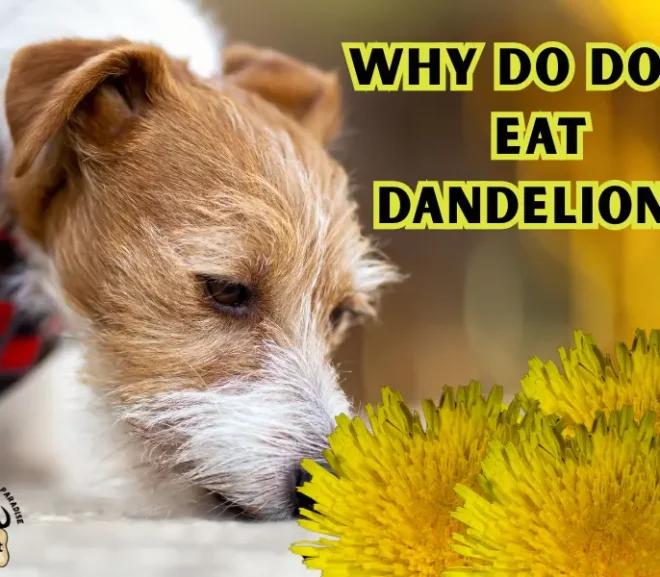 Why Do Dogs Eat Dandelions? Benefits And Risks Revealed!
