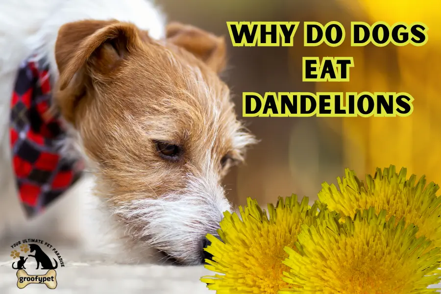 why do dogs eat dandelions