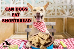 can dogs eat shortbread
