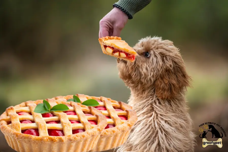 can dogs eat pie crust