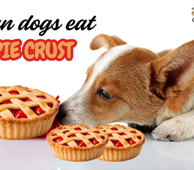 Can Dogs Eat Pie Crust? The Real Risks and Surprising Truth Revealed!