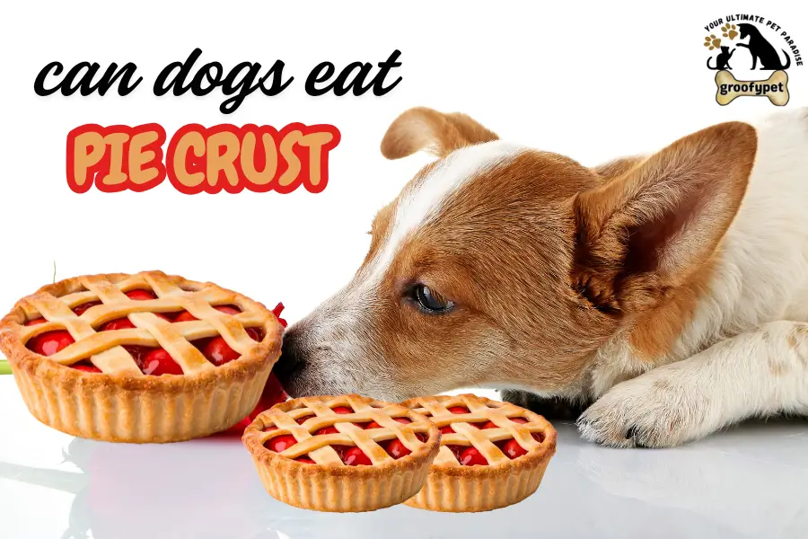 can dogs eat pie crust