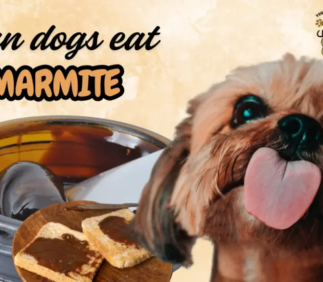 Can Dogs Eat Marmite? A Simple Yet Eye Opening Safety Guide!