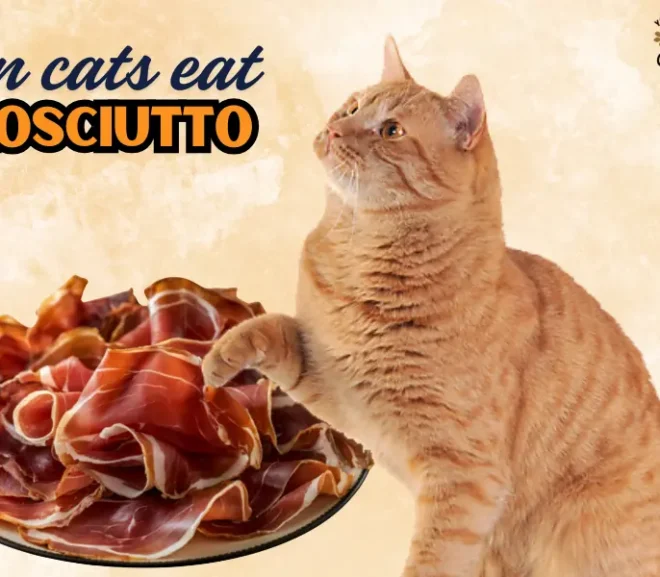 Can Cats Eat Prosciutto or Is It Dangerous for Their Health?