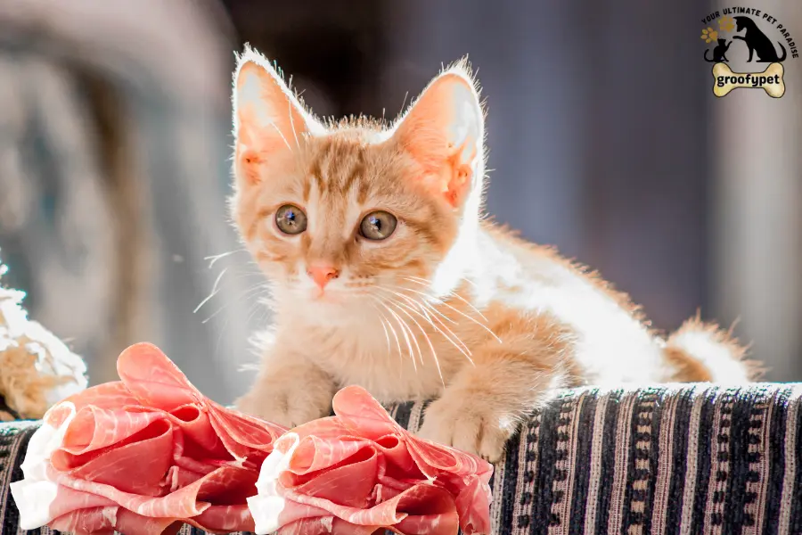 can cats eat prosciutto