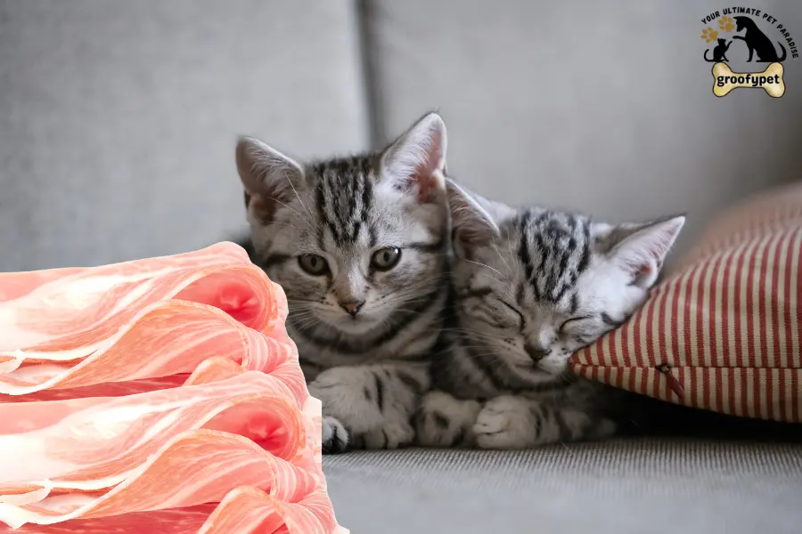 can cats eat prosciutto