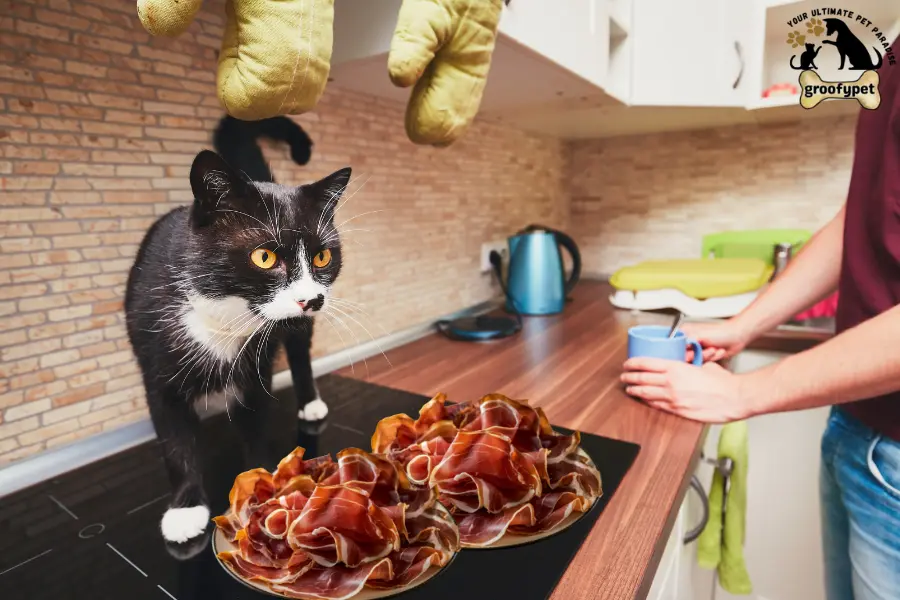can cats eat prosciutto