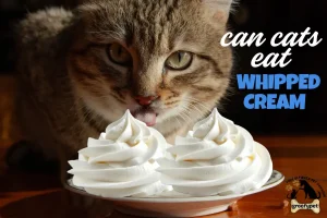 can cats eat whipped cream