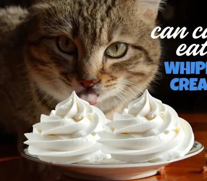 Can Cats Eat Whipped Cream Safe Delight Or Silent Danger For Cats!