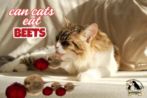 can cats eat beets