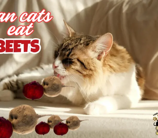 Can Cats Eat Beets? Discover the Benefits and Risks Before You Feed!