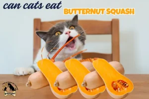 can cats eat butternut squash