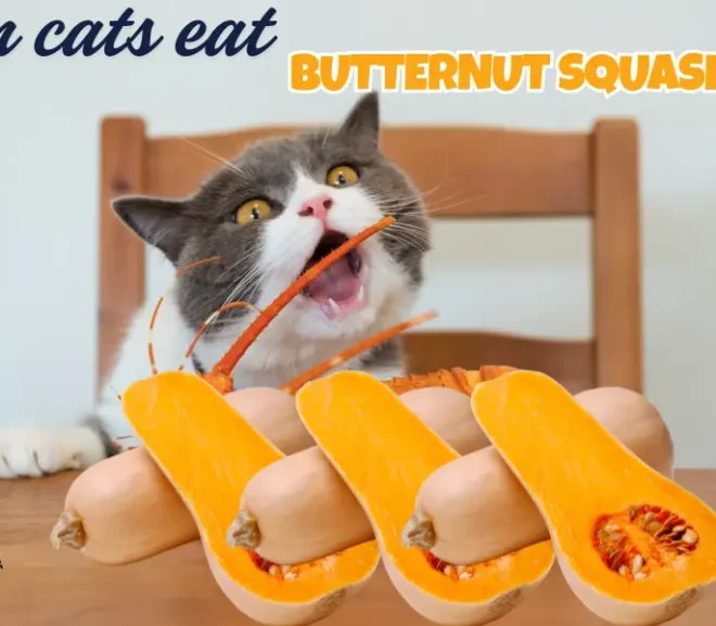 Can Cats Eat Butternut Squash? How to Feed It the Right Way!