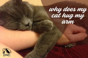 why does my cat hug my arm