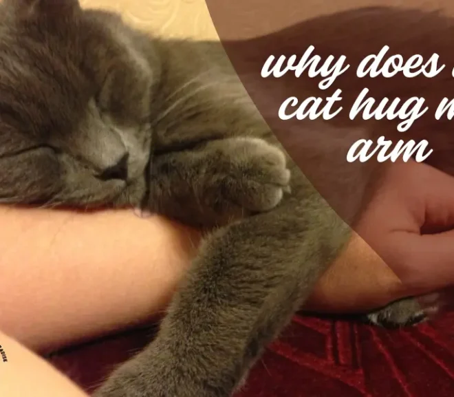 Why Does My Cat Hug My Arm? 10 Vet Reviewed Reasons Explained!