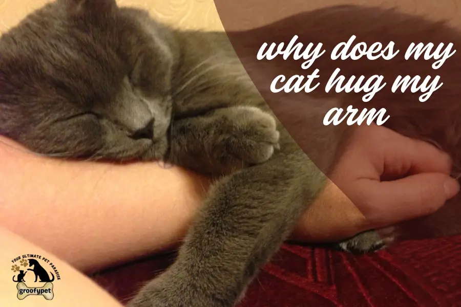 why does my cat hug my arm