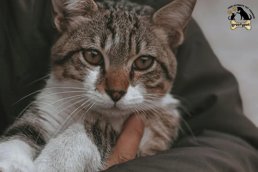 why does my cat hug my arm