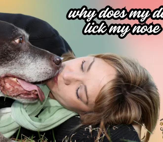 Why Does My Dog Lick My Nose So Gently?