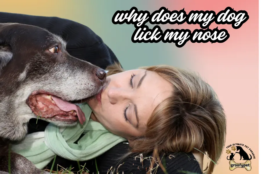 why does my dog lick my nose