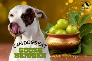 can dogs eat gooseberries