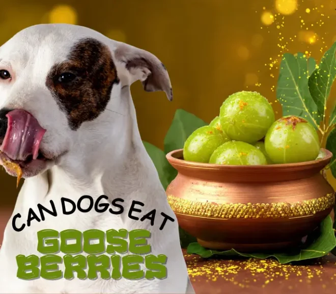 Can Dogs Eat Gooseberries? A Must Read Guide for Dog Lovers!