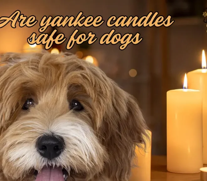 Are Yankee Candles Safe for Dogs A Loving Warning!