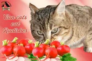 can cats eat radishes
