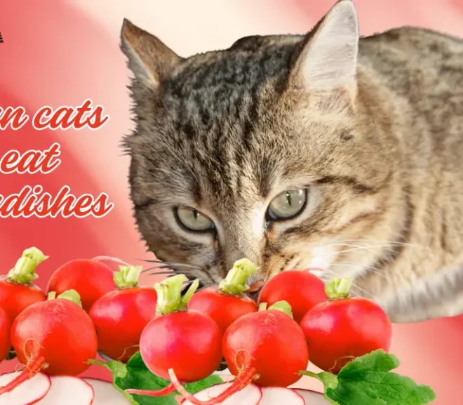 Can Cats Eat Radishes? Risks, Benefits and Vet Tips!
