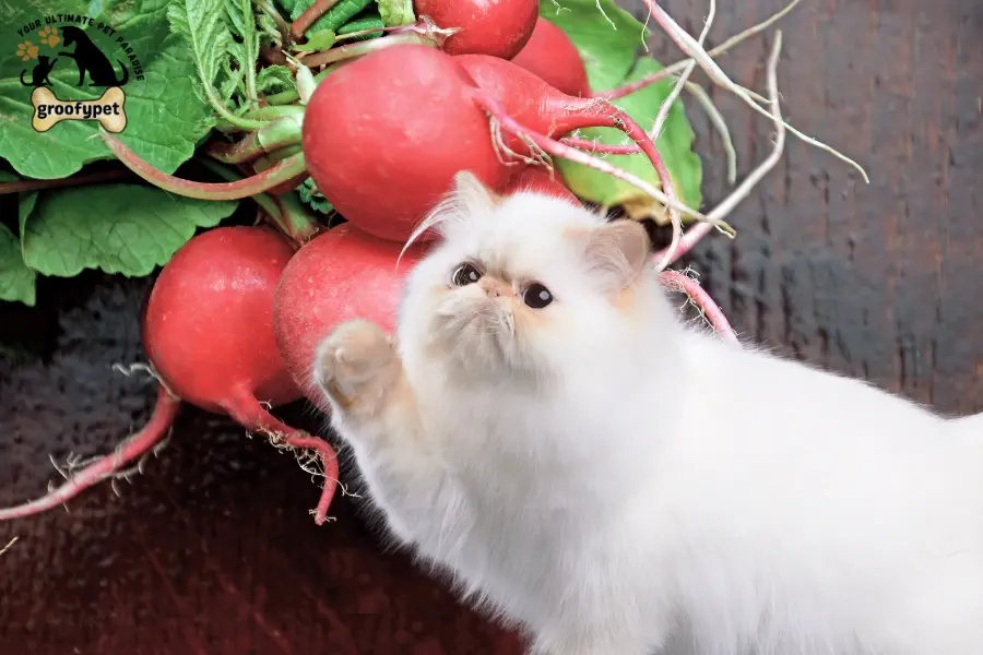 can cats eat radishes