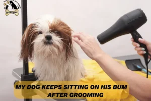 my dog keeps sitting on his bum after grooming
