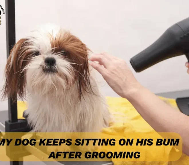 10 Possible Reasons My Dog Keeps Sitting On His Bum After Grooming!