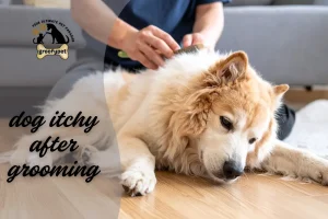 dog itchy after grooming