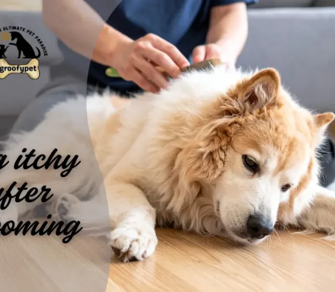 Simple Tips For Dog Itchy After Grooming Care!