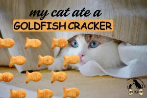 my cat ate a goldfish cracker