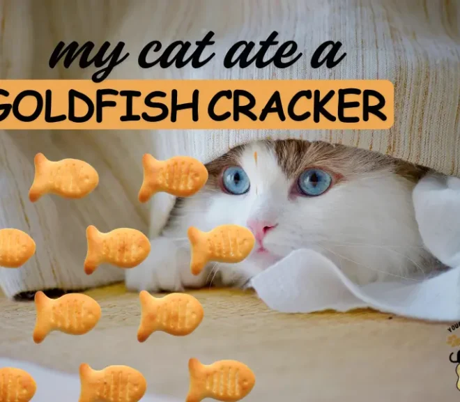 My Cat Ate  A Goldfish Cracker Simple Safety Tips for Cats!