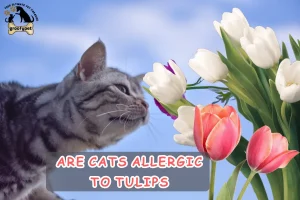 are cats allergic to tulips