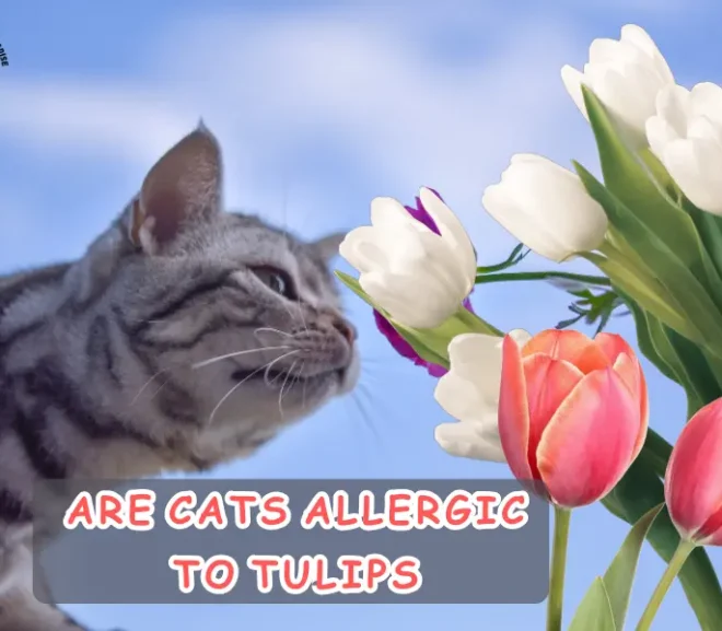 Are Cats Allergic to Tulips? A Safety Guide for Cat Parents!